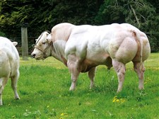 GOULU de la Hasse