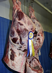 belgian blue cattle muscle