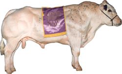 belgian blue cattle muscle