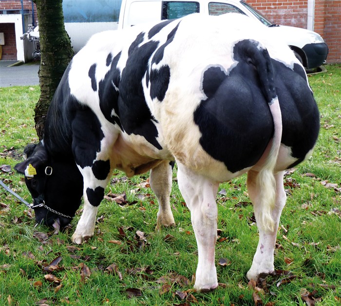 belgian blue cattle muscle