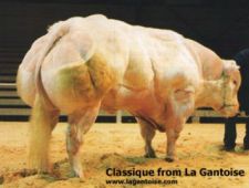 CLASSIQUE de St Lambert ET