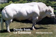 DANDY du Tilleul