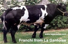 FRANCHI de la Bonne Raie